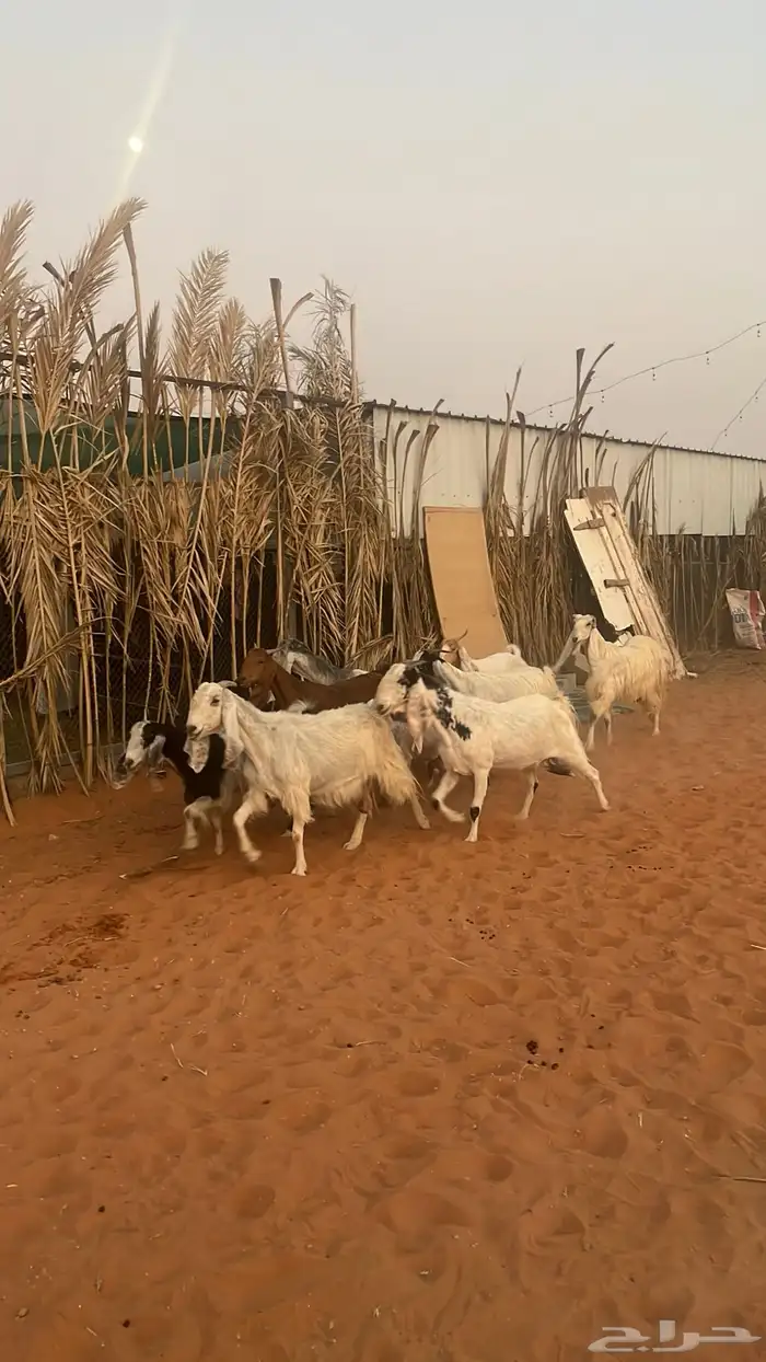 معزاء للبيع متابيع فحلها 13