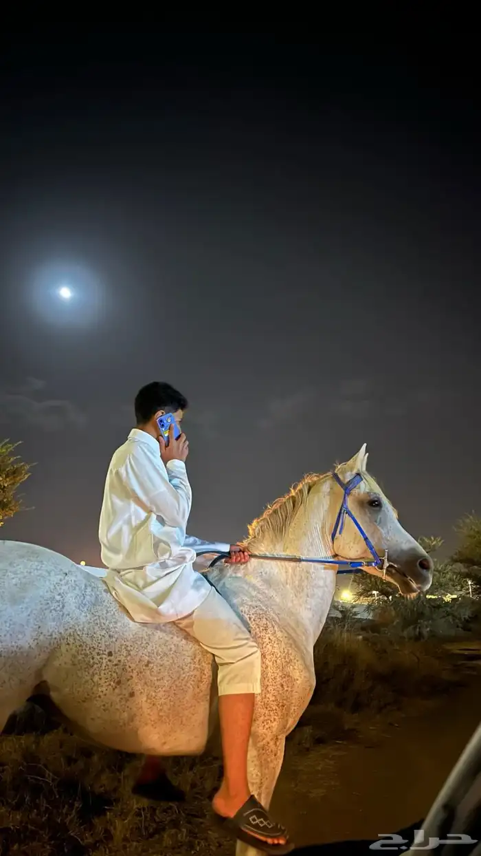 حصان 2