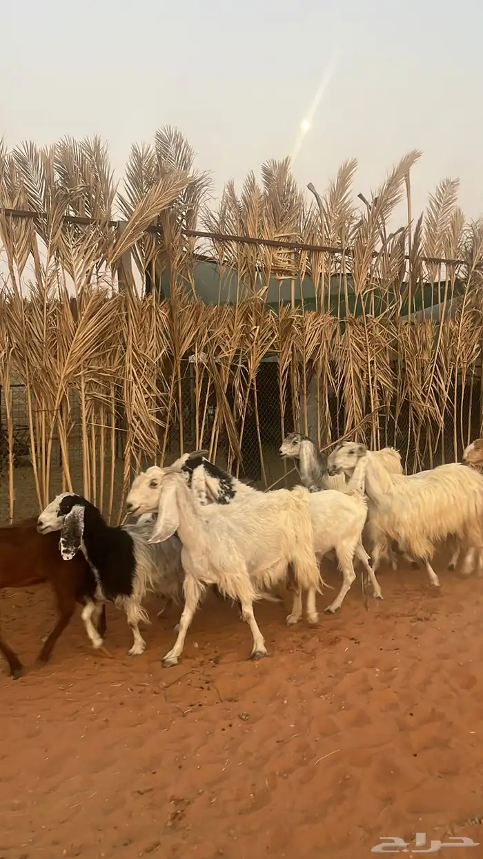 معزاء للبيع متابيع فحلها 12