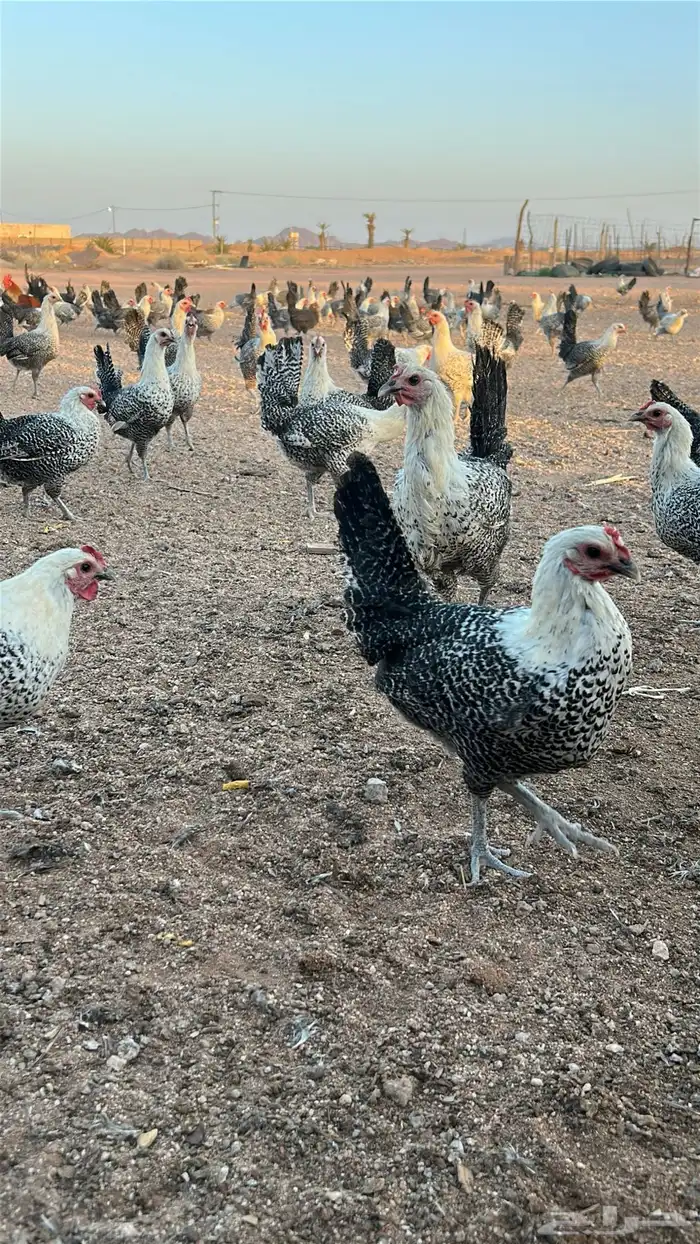 دجاج فيومي بياض 6