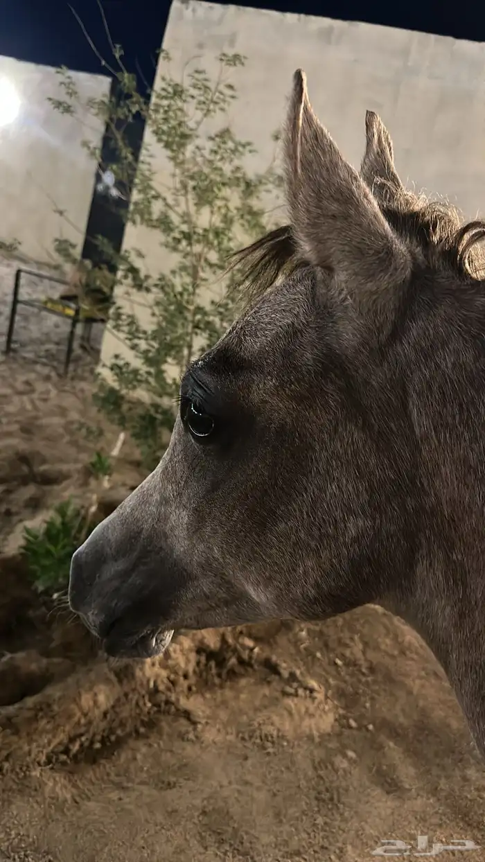 مهر واهو 0