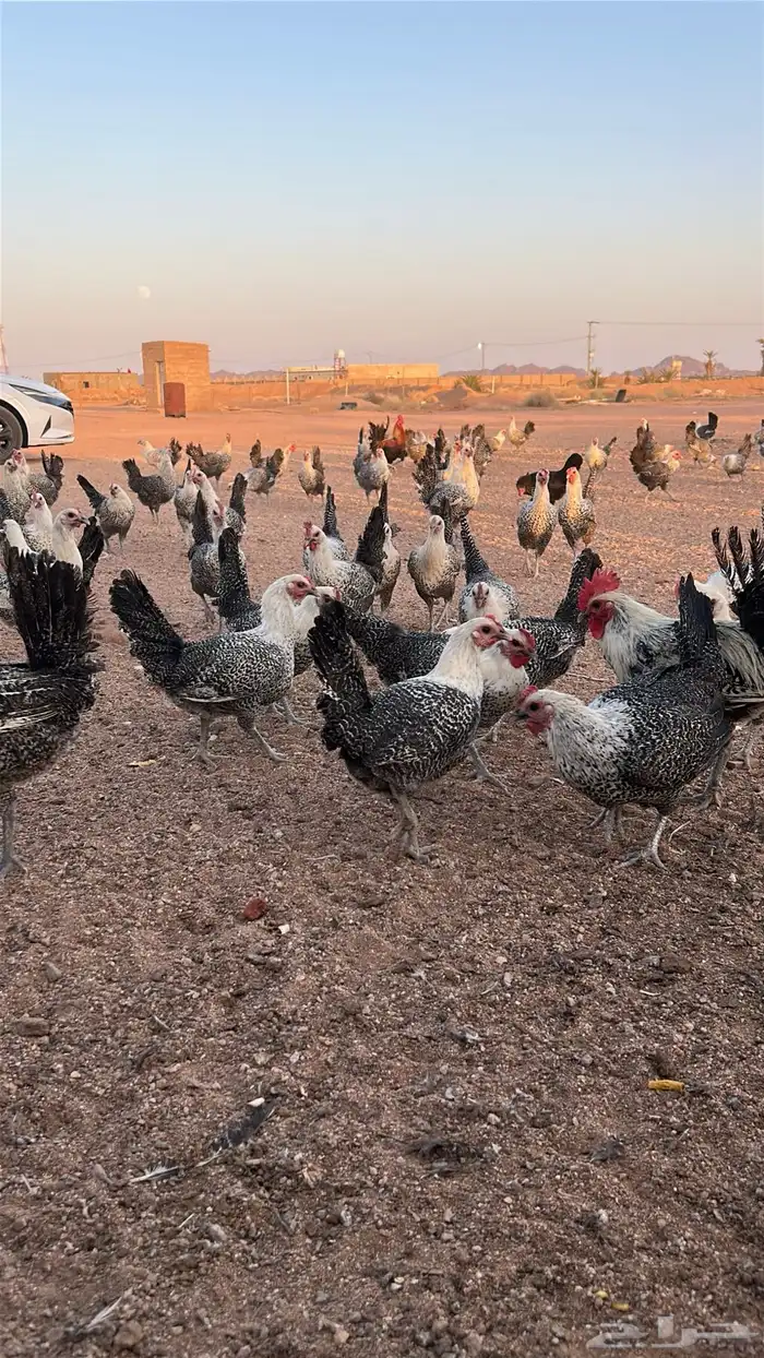 دجاج فيومي بياض 5