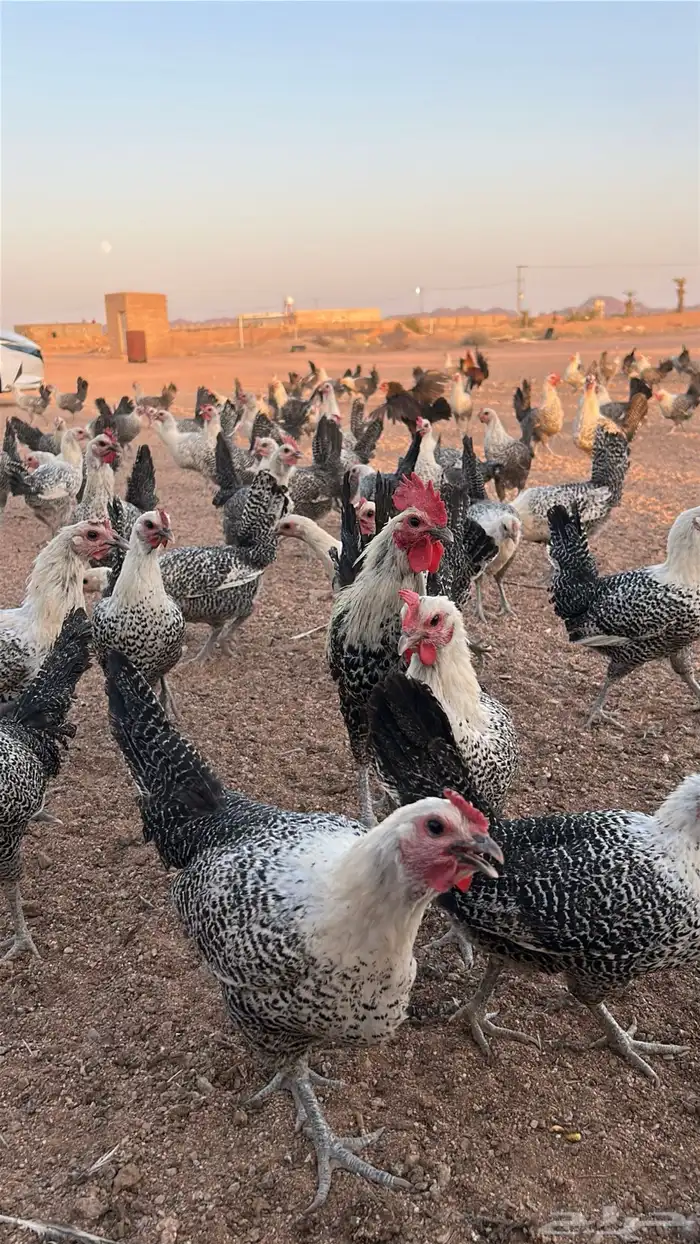 دجاج فيومي بياض 4