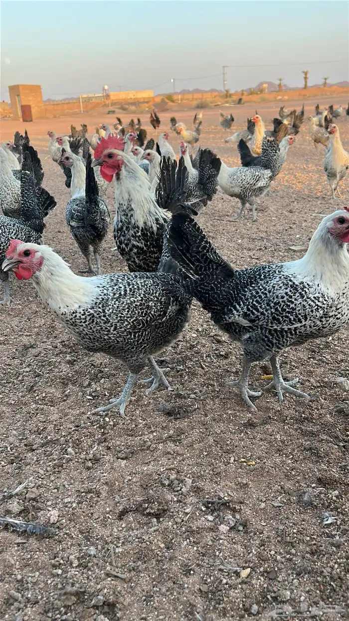 دجاج فيومي بياض 2