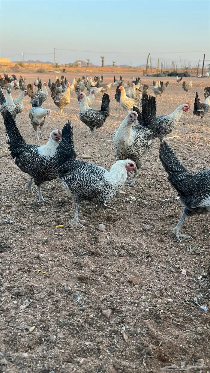 دجاج فيومي بياض 7