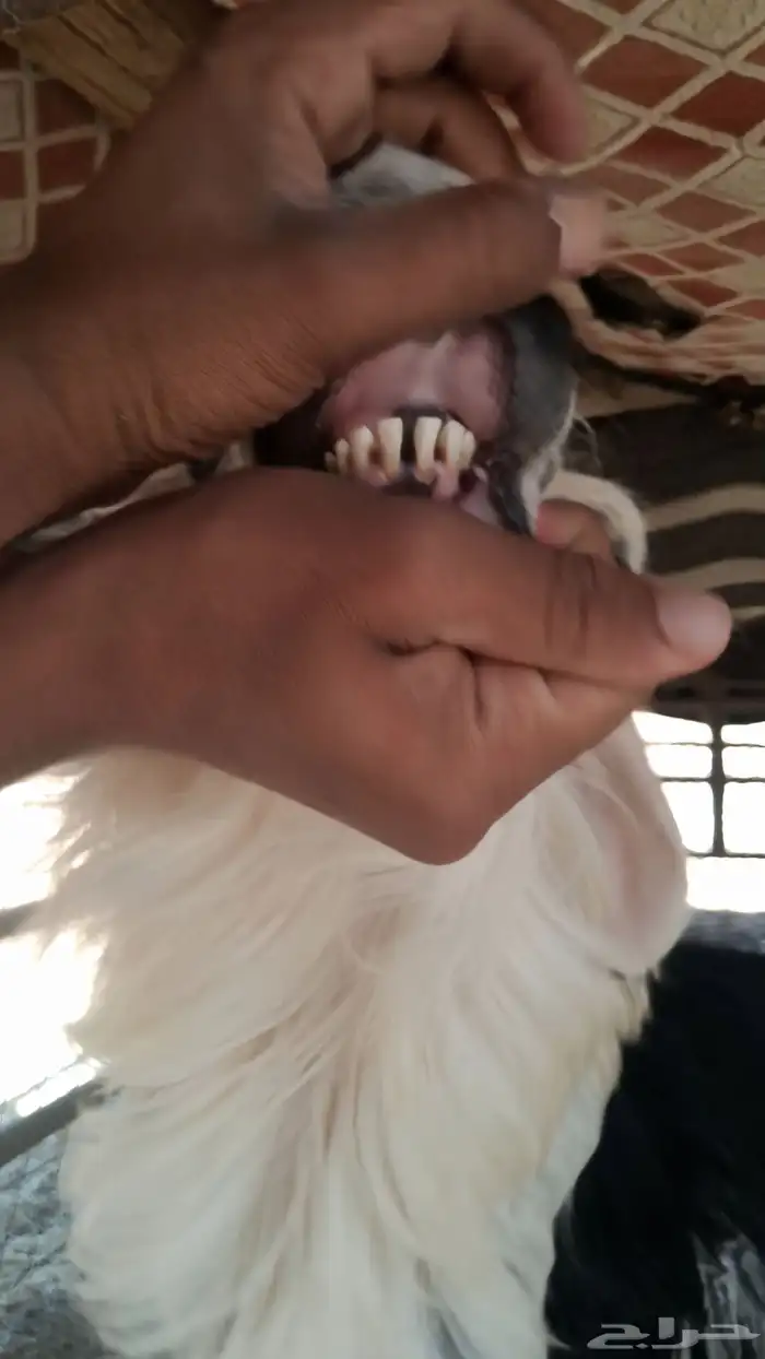 فحل نجدي كفو صنف 1