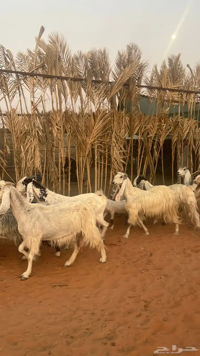 معزاء للبيع متابيع فحلها 11