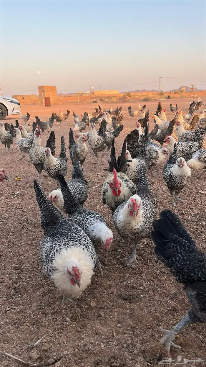 دجاج فيومي بياض 3