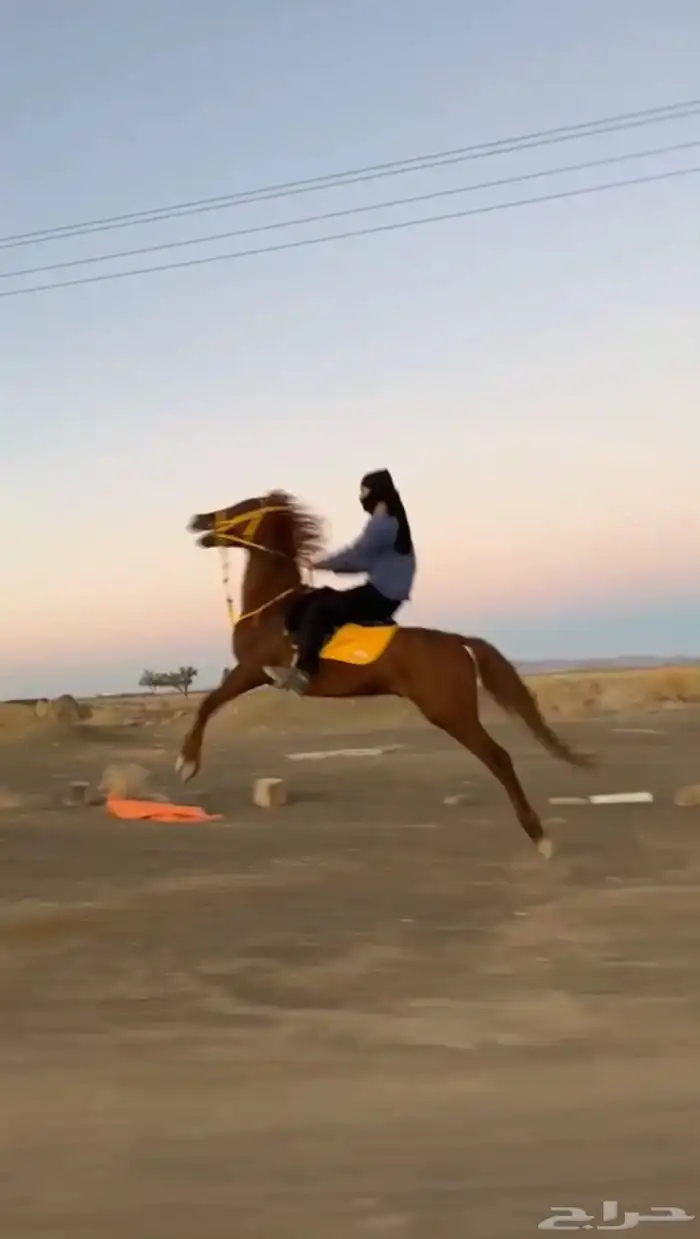حصان شعبي 3