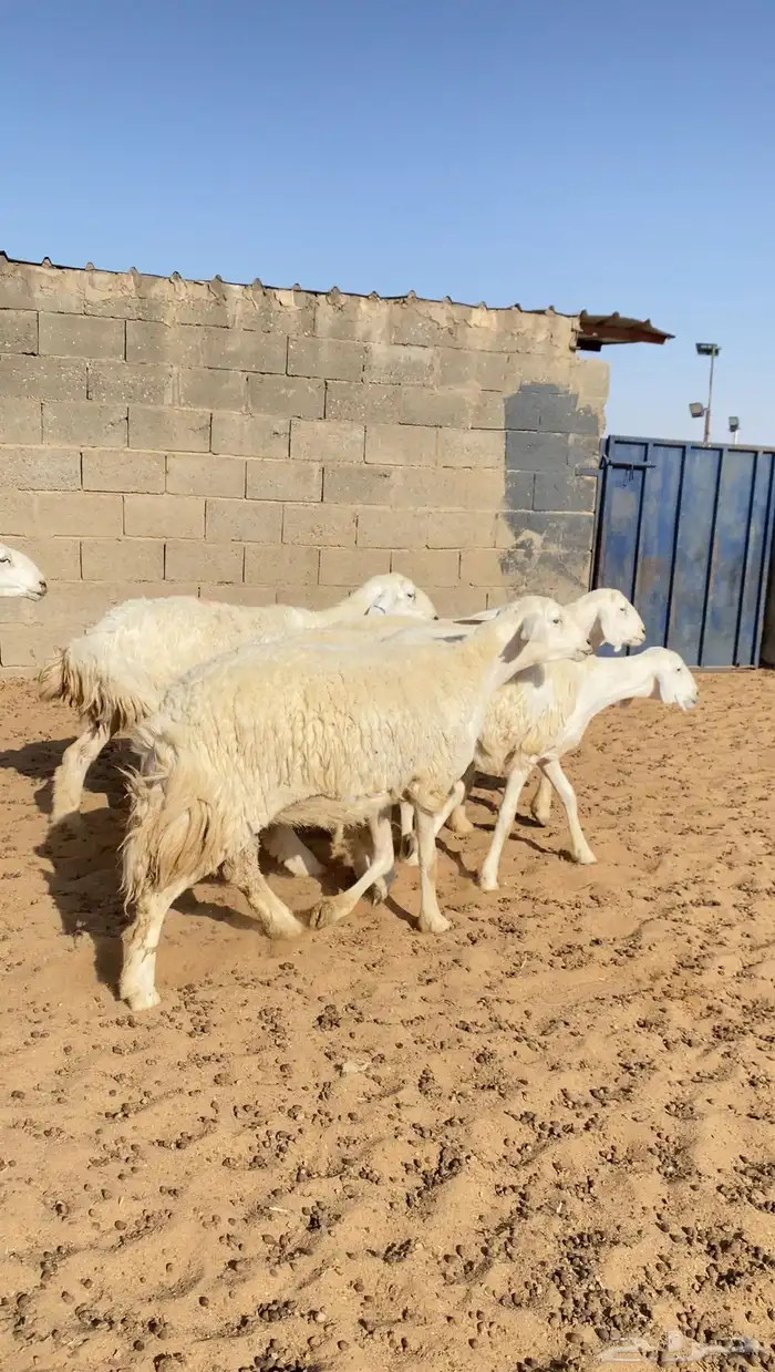 رخال حريات حرش 0