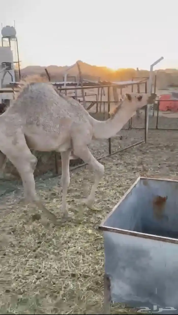 بكره لبانيه للبيع ارباع و اثمان 4