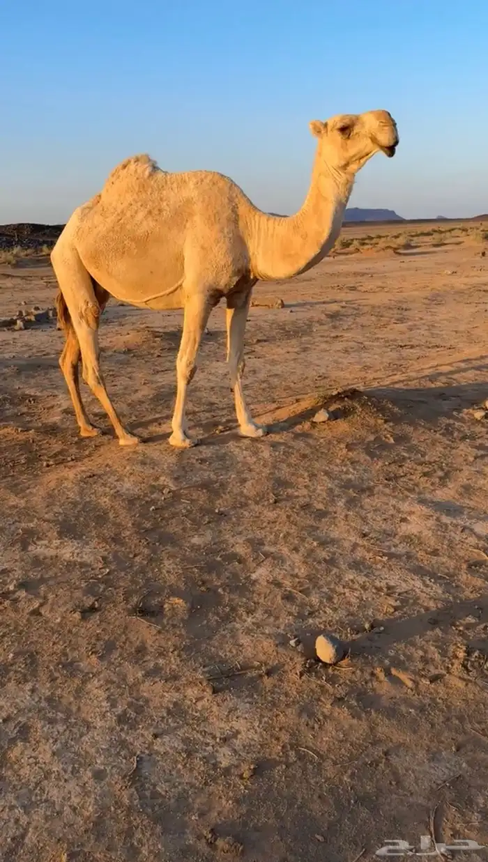 للبيع القحه شقحاء منتج ومنيحه بالحليب 1