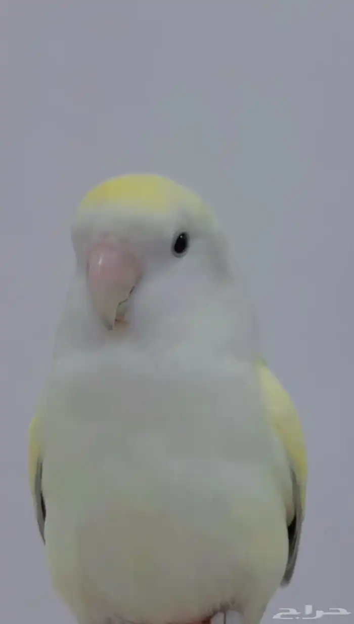 روز انثى طفره لون مميز 3