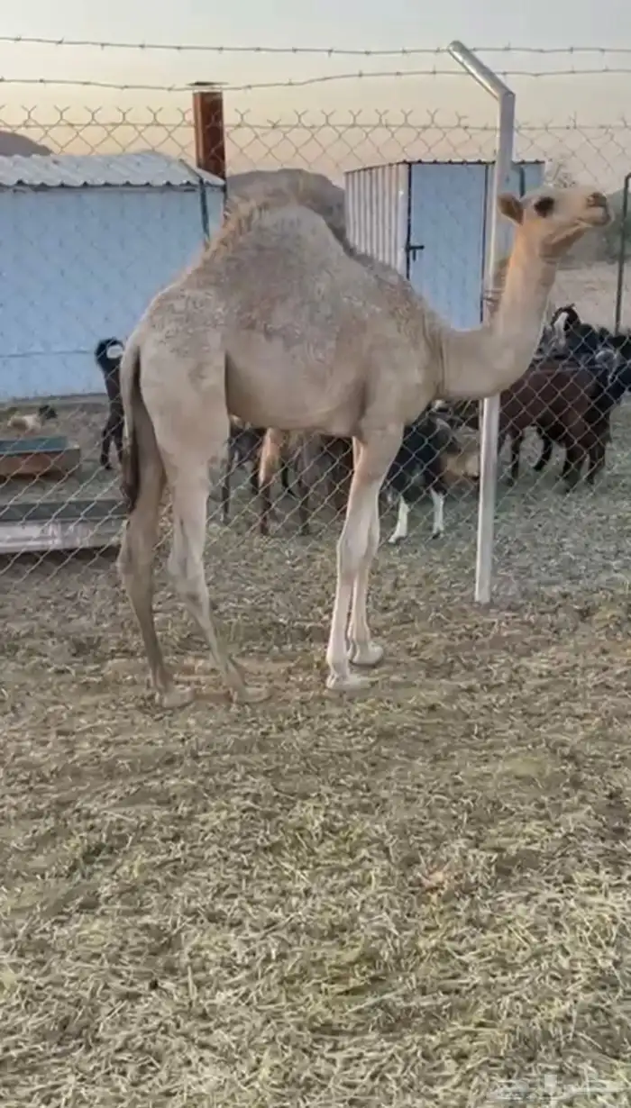بكره لبانيه للبيع ارباع و اثمان 1