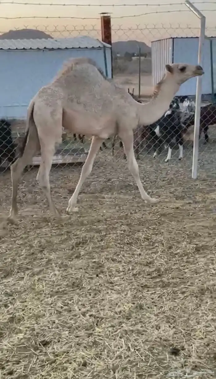 بكره لبانيه للبيع ارباع و اثمان 2
