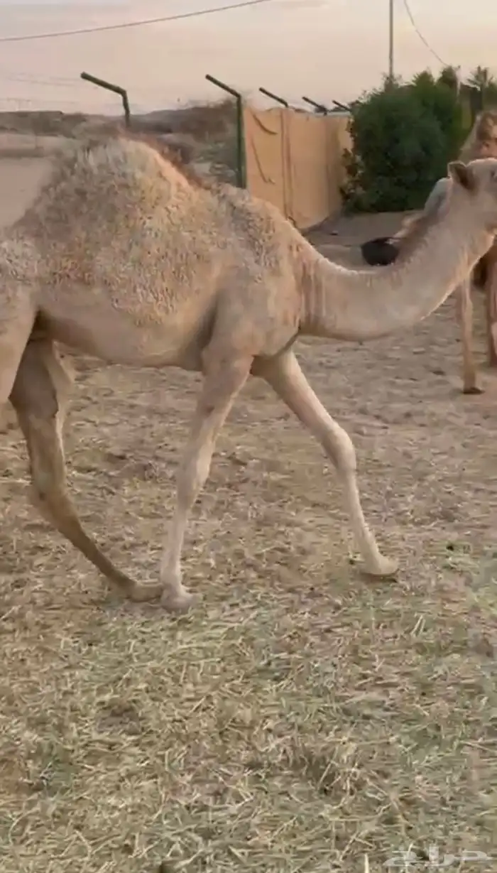 بكره لبانيه للبيع ارباع و اثمان 5