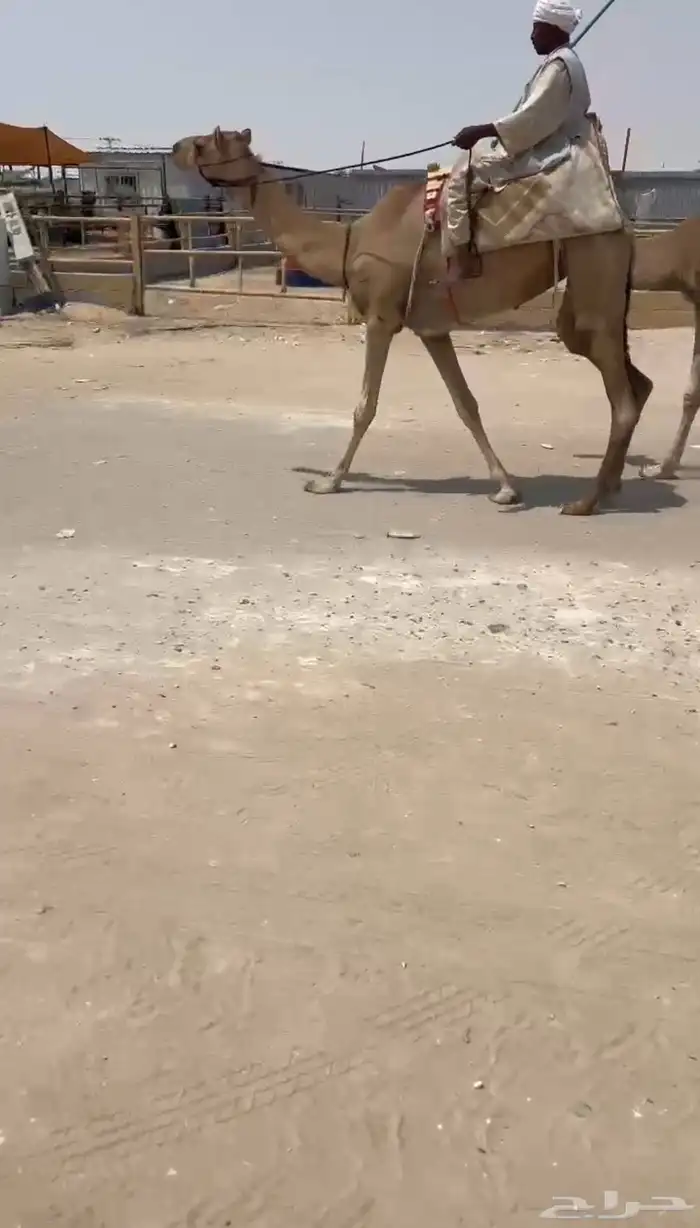 قلايص طيبه 1