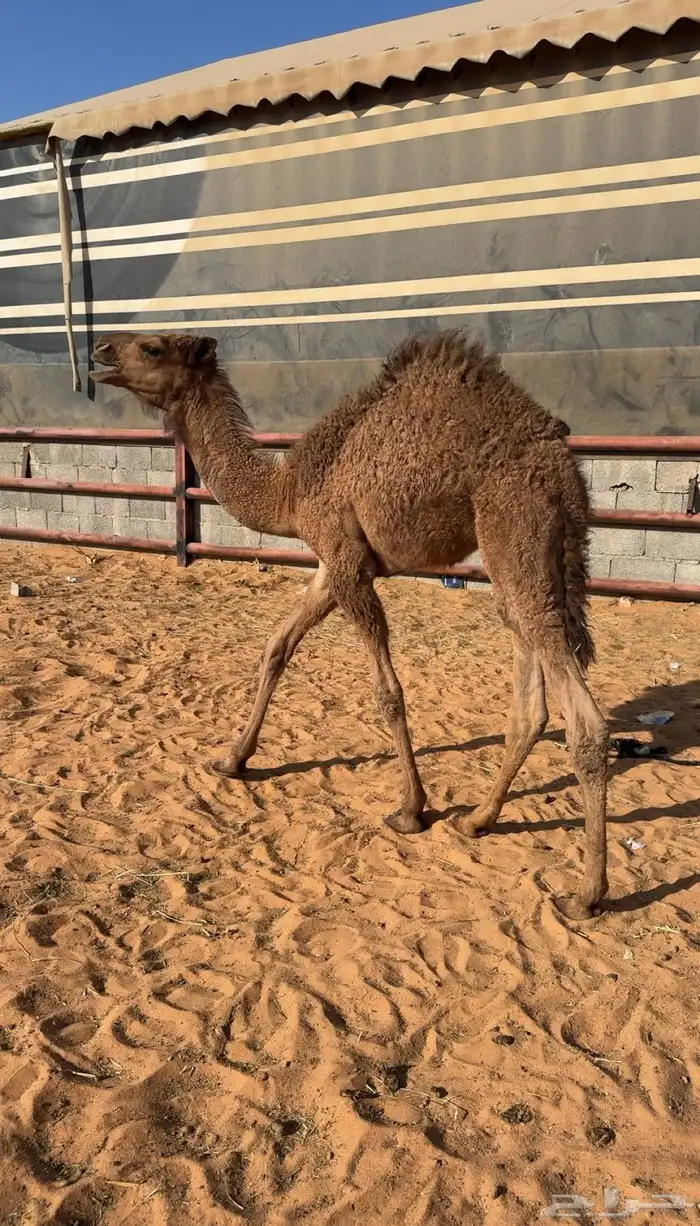 حاشي طيب للبيع 2