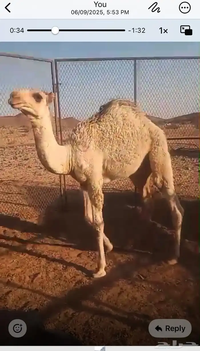 حاشي لباني (تم البيع ) 3