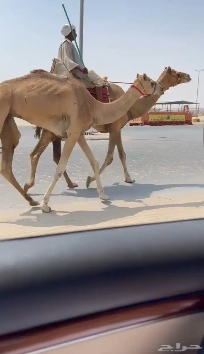 قلايص طيبه 3