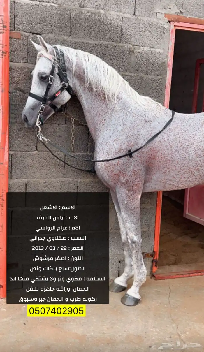 حصان عربي ورق 0