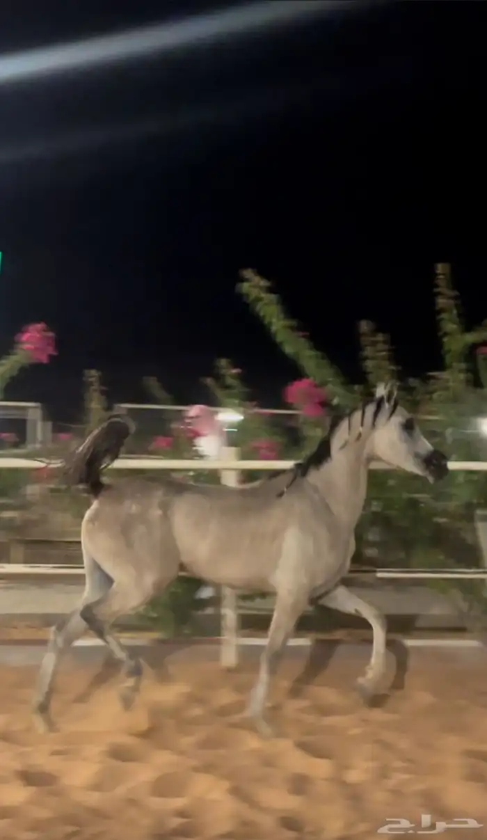 مهره شعبيه 1