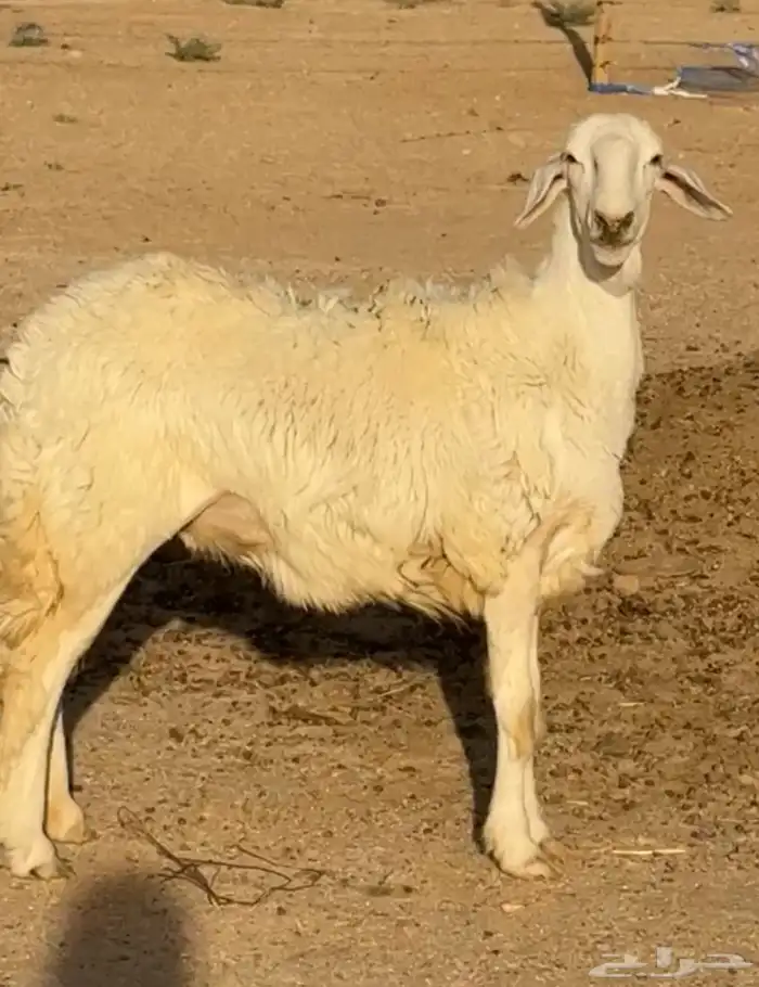 وخل 0