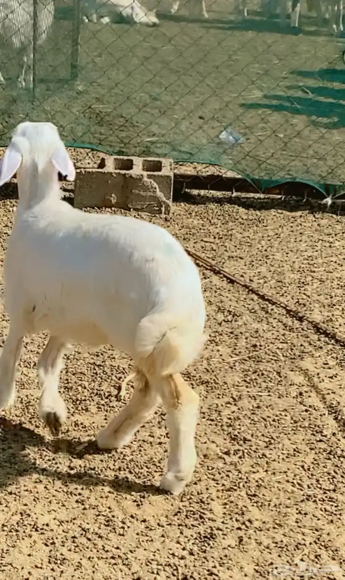 رخل كفوو 1