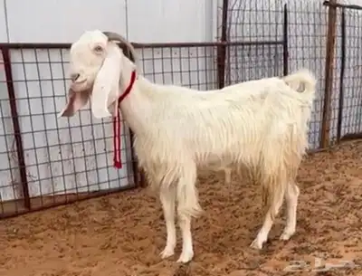 عنز مطوره تم البيع 0