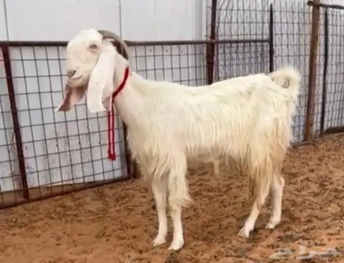 عنز مطوره تم البيع 0