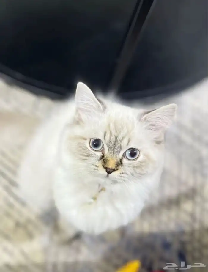 للبيع 0