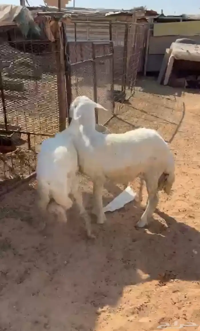 طليان حريه 0