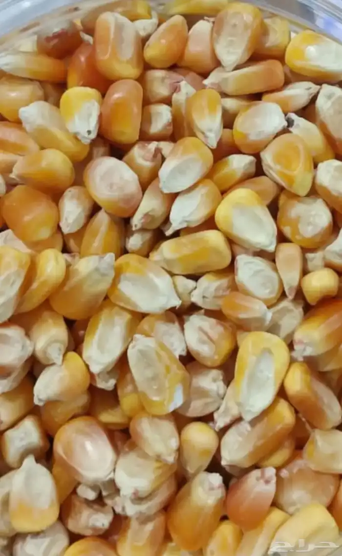 ذرة صفراء 0