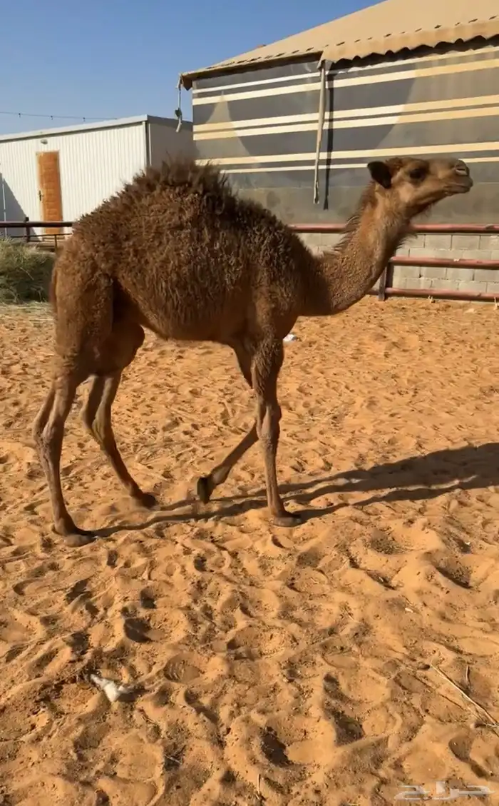 حاشي طيب للبيع 1