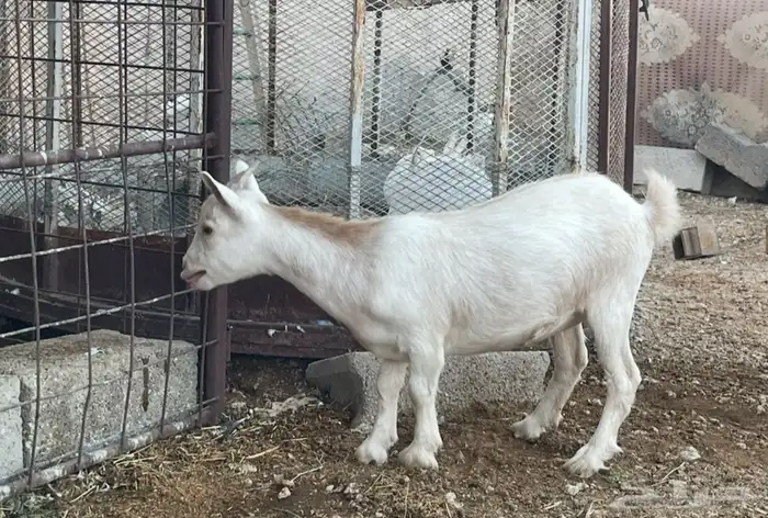 جفرة قزمية تعريف قوي 1