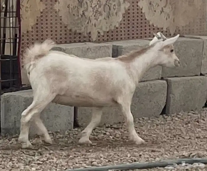 جفرة قزمية تعريف قوي 2