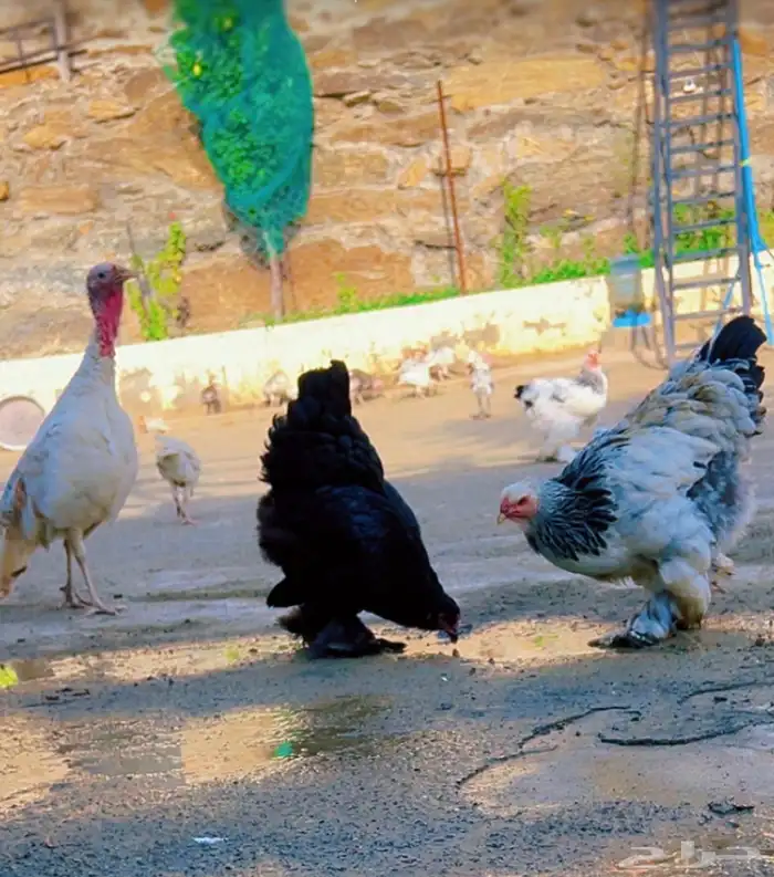 دجاج براهما كولومبي و دجاج رومي 2