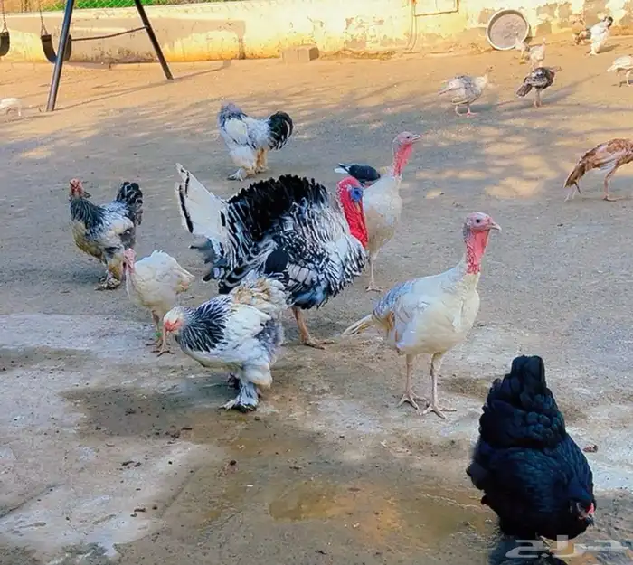 دجاج براهما كولومبي و دجاج رومي 0