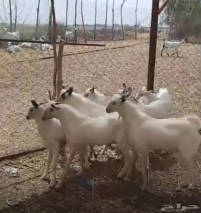 تيوس بلدي 1
