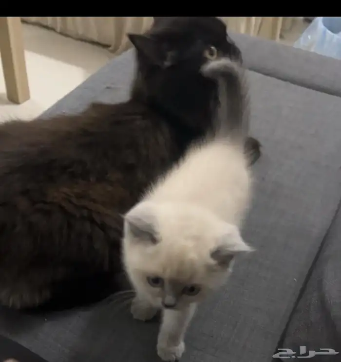 الأم فقط للتبني 1