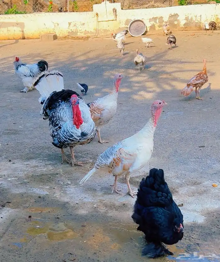 دجاج براهما كولومبي و دجاج رومي 1