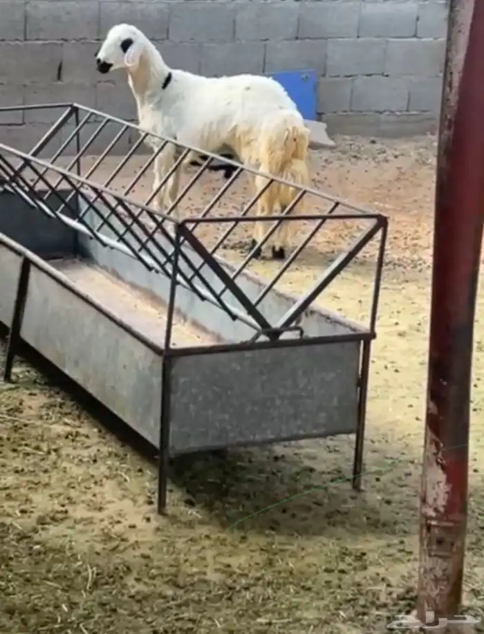 للبيع خروف اصفر بلدي 1