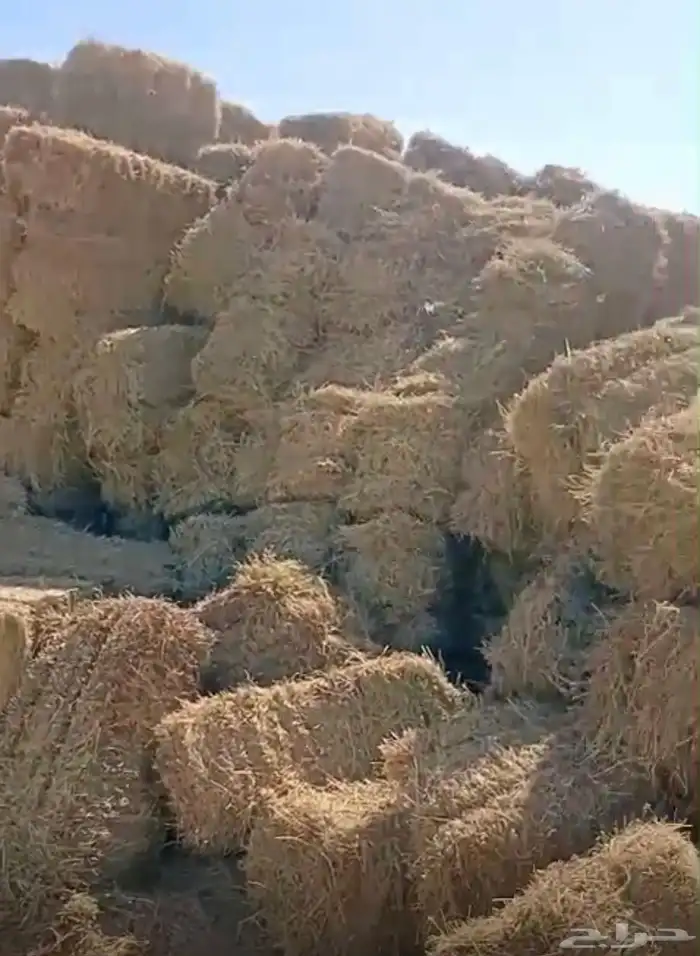 برسيم سعر مناسب جدا  يابلاش 3