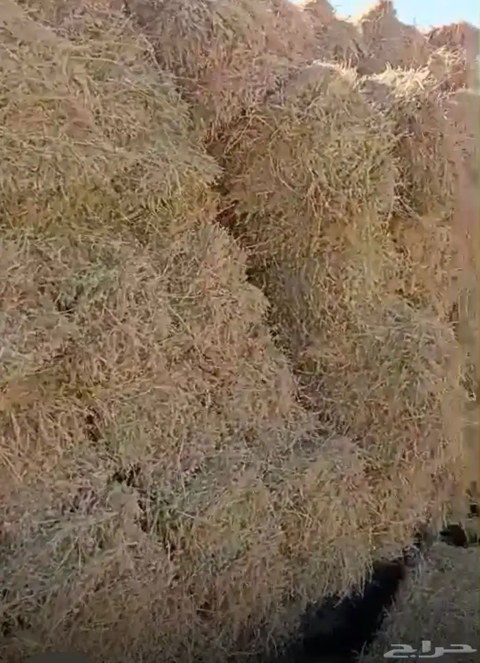 برسيم سعر مناسب جدا  يابلاش 2