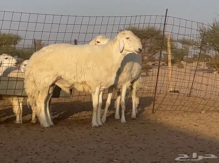 فحول حريه خصم مشروطه ( ثنيان ) صنف الصنف فواخر 2