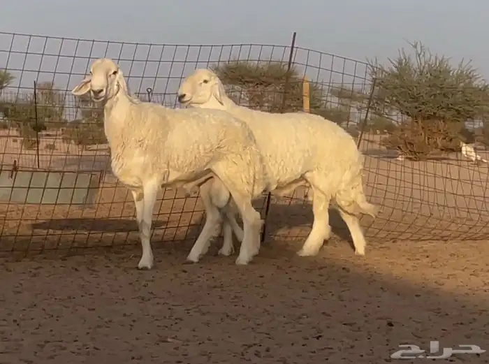 فحول حريه خصم مشروطه ( ثنيان ) صنف الصنف فواخر 1