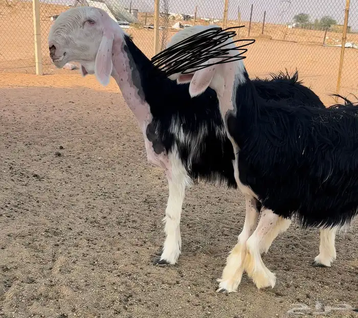 نجديه خصم دافع فحص سونار 0