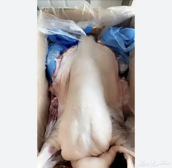 طليان ورخال بهم 1