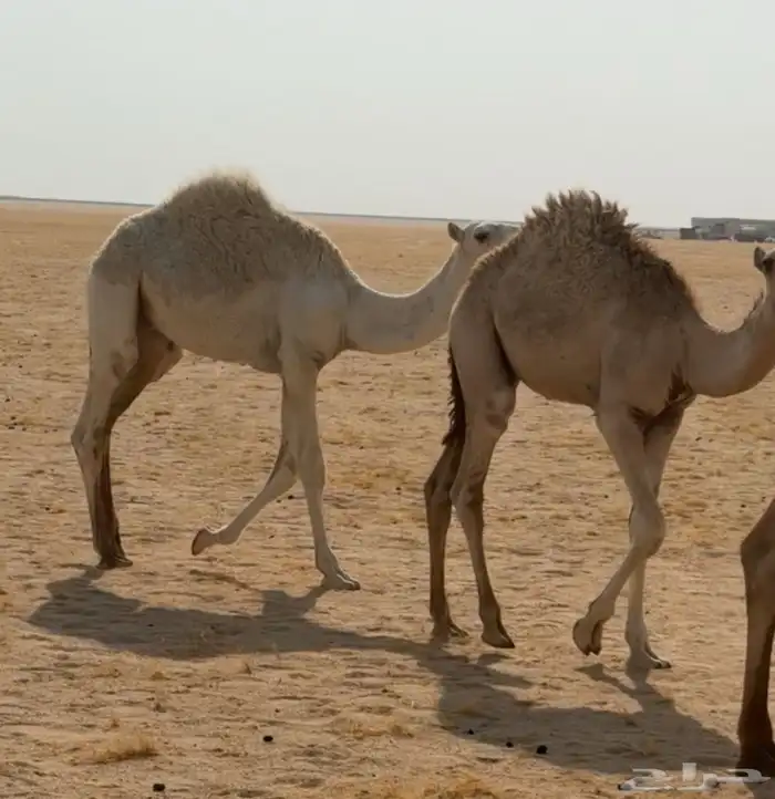قعدان للبيع 0