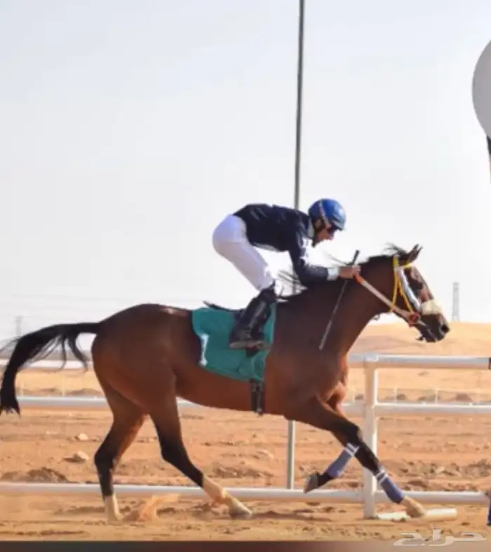 حصان واهو خط سبق 2